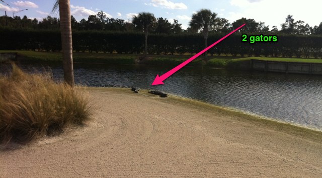 Alligator Golf